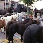 Paardenmarkt Valkenburg ZH De 'mart'
