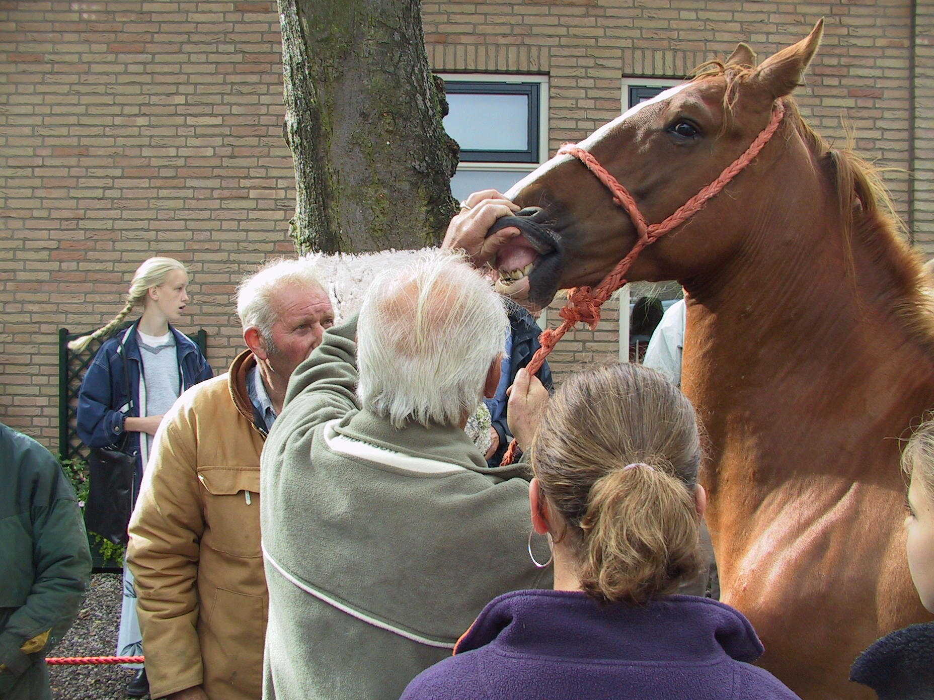 Paardenmarkt Immaterieel Erfgoed