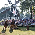 Roldermarkt Paardenfestijn