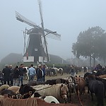 Roldermarkt Paardenmarkt