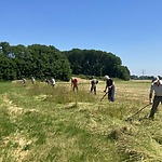 Erfgoed flevoland - maaien met de zeis